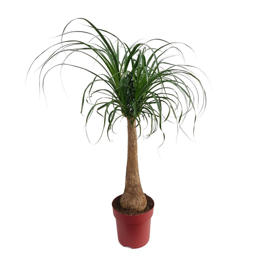Elefantenfuß 'Maya Palm' – Pflegeleichte Zimmerpflanze 110 cm