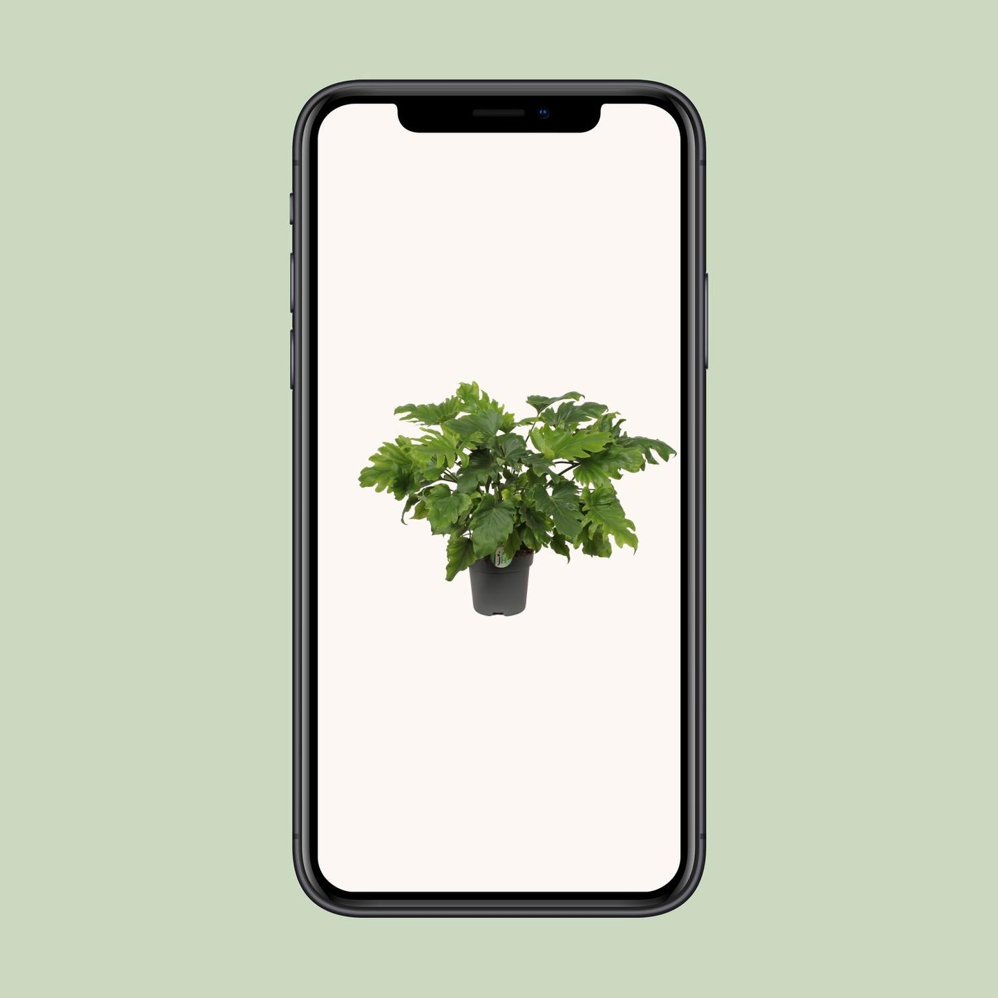 Philodendron Xanadu – Pflegeleichte Tropenpflanze 60 cm