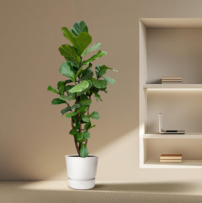 Ficus Lyrata XXL – Geigenfeige 220 cm, ø40 cm
