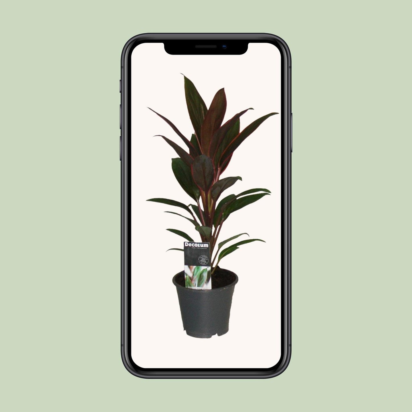 Cordyline Rumba – Pflegeleichte Tropische Zimmerpflanze Ø12cm