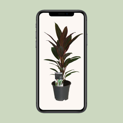 Cordyline Rumba – Pflegeleichte Tropische Zimmerpflanze Ø12cm