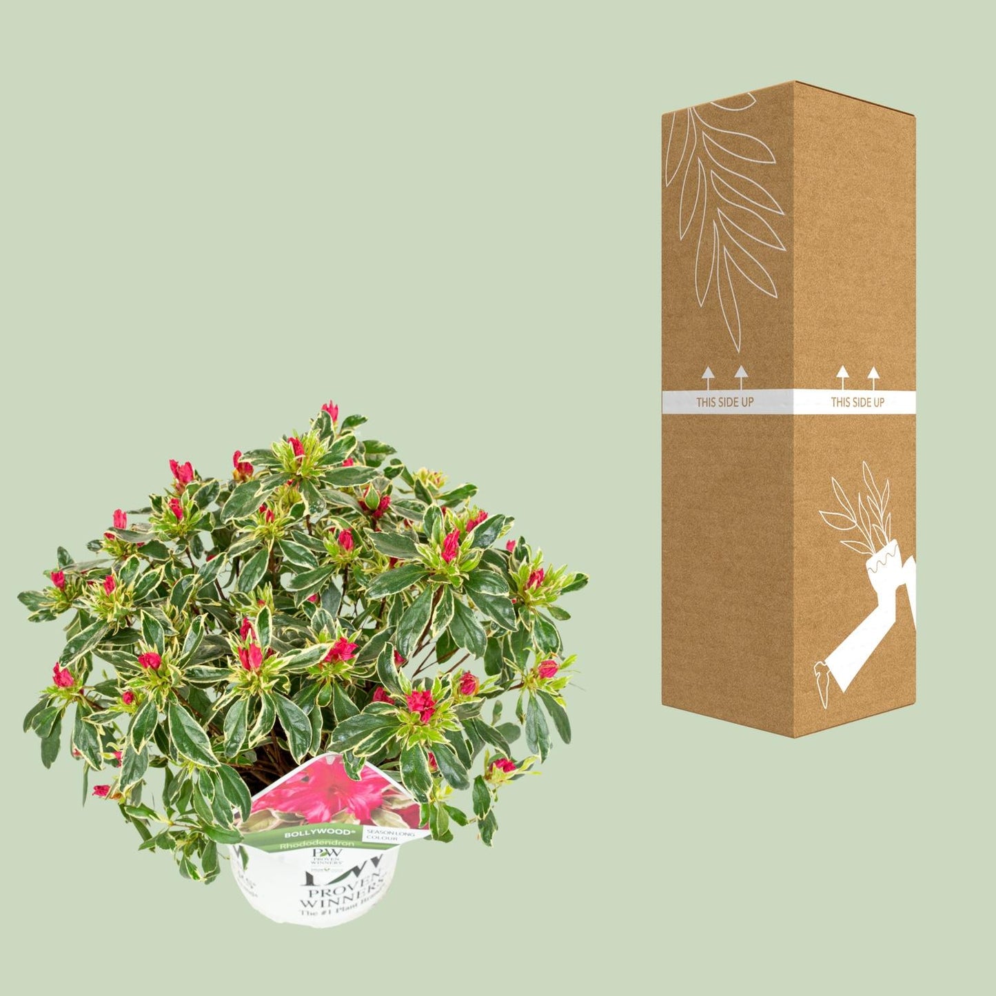 Rhododendron 'Bollywood' – Farbprächtige Azalee Ø19cm