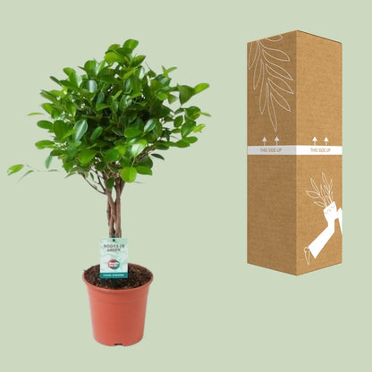 Ficus Microcarpa Moclame – Pflegeleichter Zimmerbaum Ø17cm