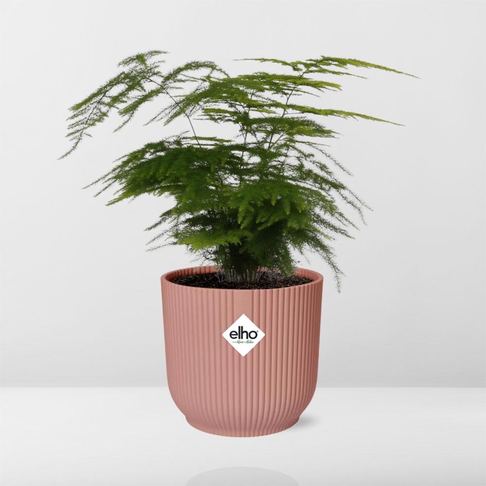 Asparagus Setaceus ‘Plumosus’ – Pflegespargelfarn im ELHO Vibes Fold Topf