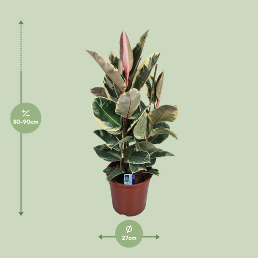 Ficus Elastica Tineke – Pflegeleichte Zimmerpflanze Ø27cm