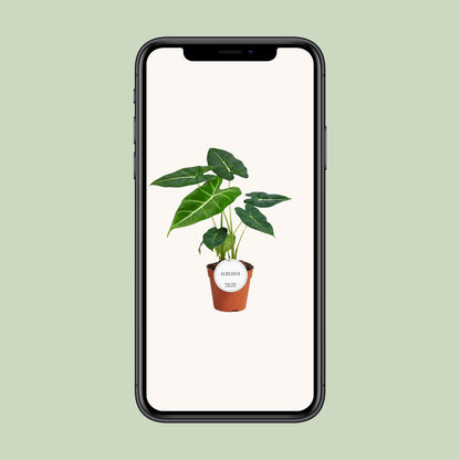 Alocasia Frydek – Tropisches Elefantenohr für Ihr Zuhause