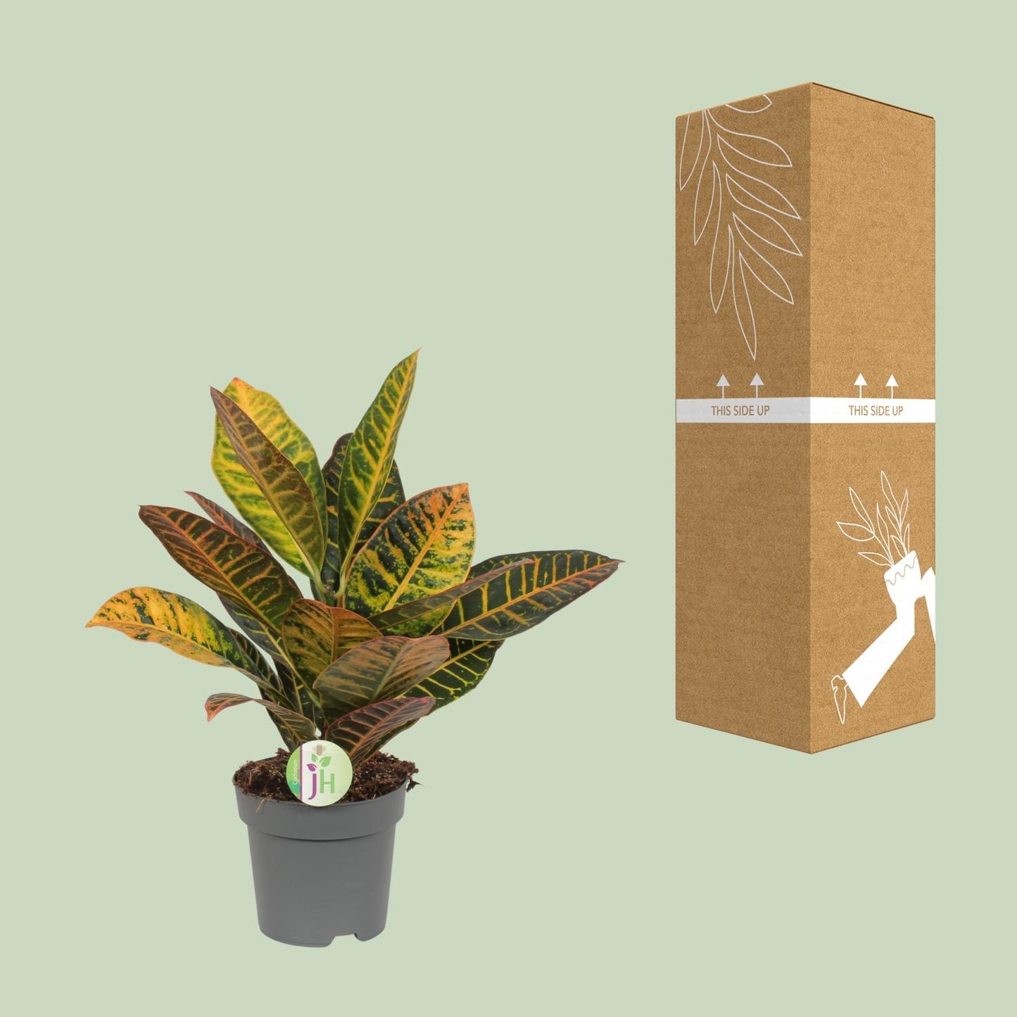Codiaeum Petra – Bunte Croton Zimmerpflanze Ø17cm