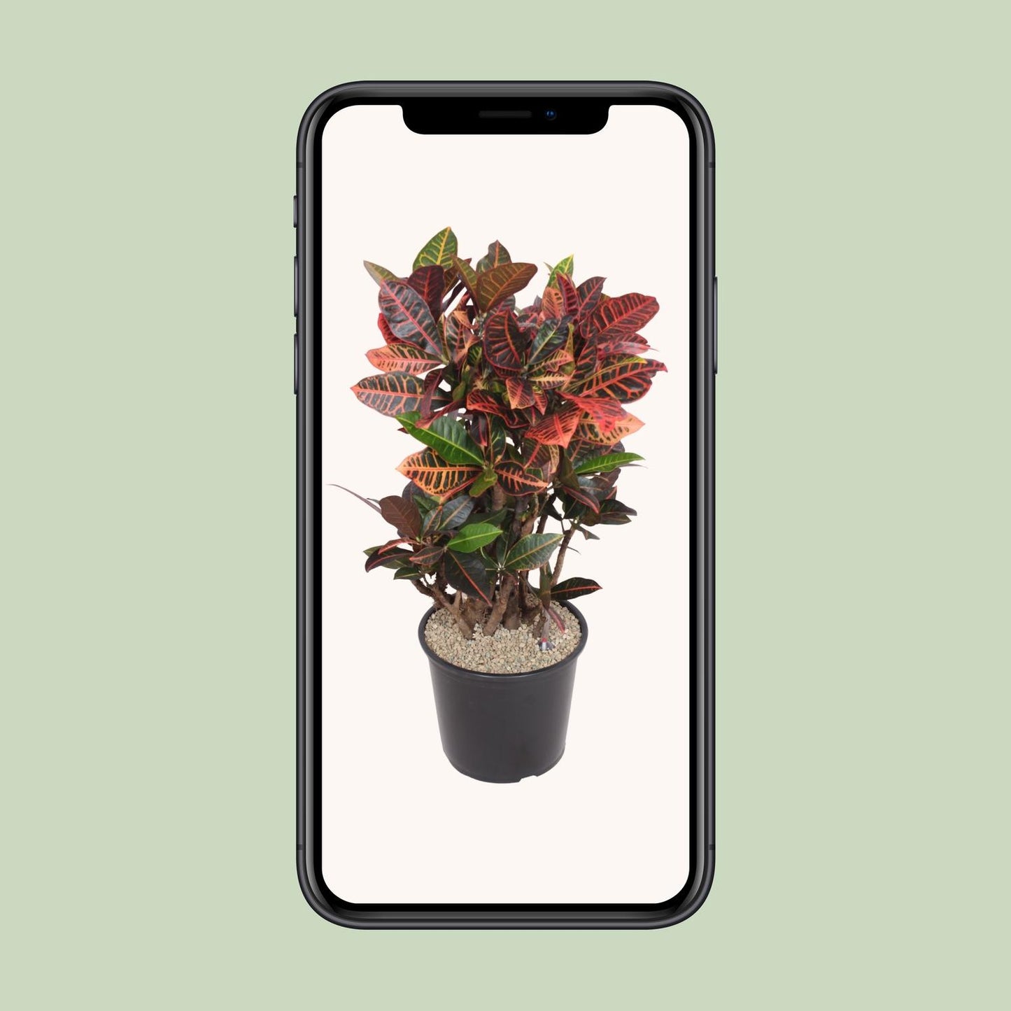 Codiaeum Petra – Bunte, pflegeleichte Zimmerpflanze Ø32cm