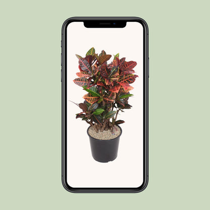 Codiaeum Petra – Bunte, pflegeleichte Zimmerpflanze Ø32cm