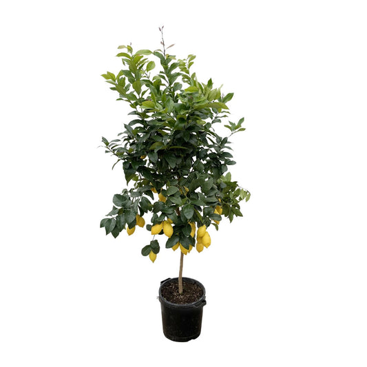 Citrus Lemon Calamondin – 200 cm, ø40 cm, pflegeleicht