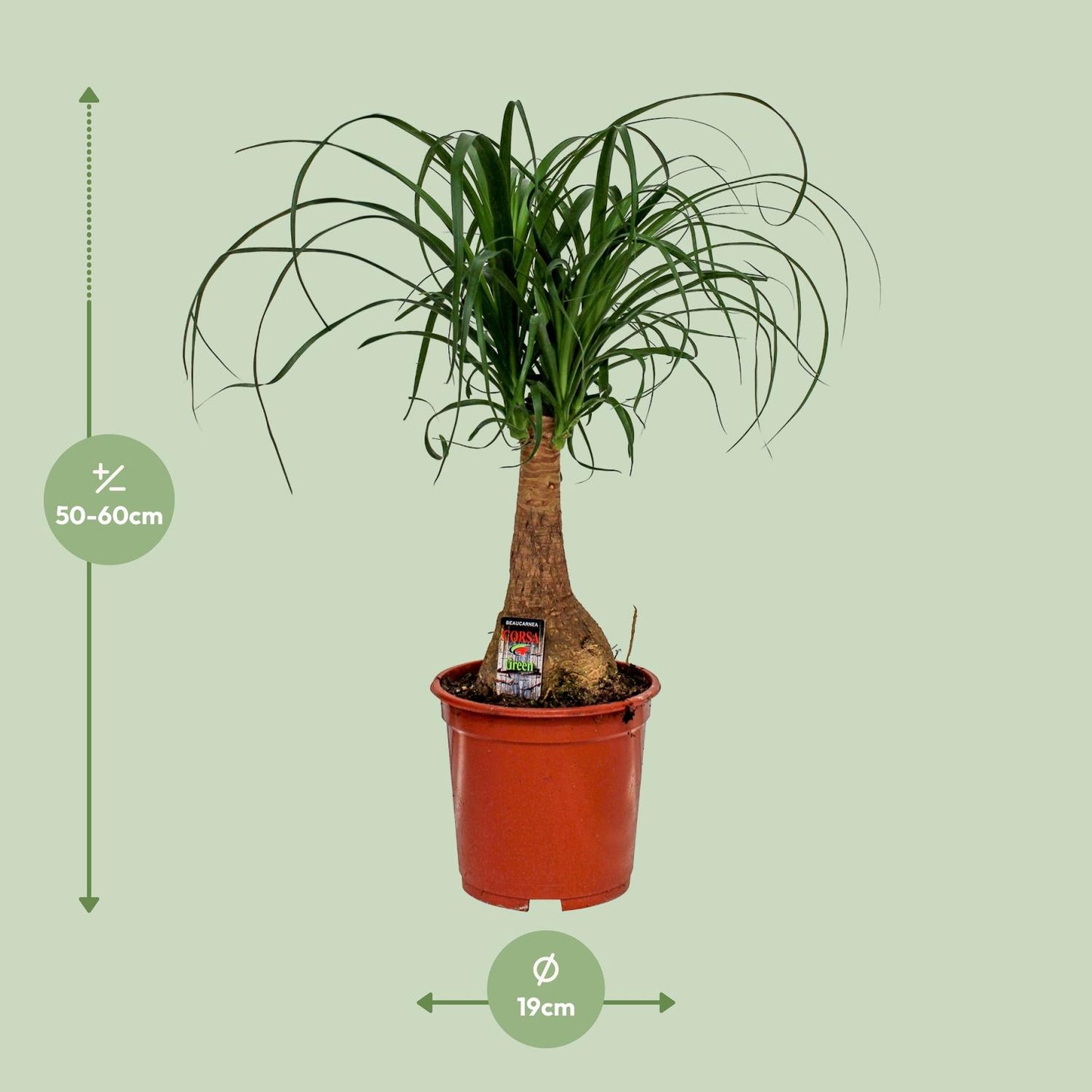 Beaucarnea Nolina (Elefantenfuß) Ø19cm, 60cm hoch