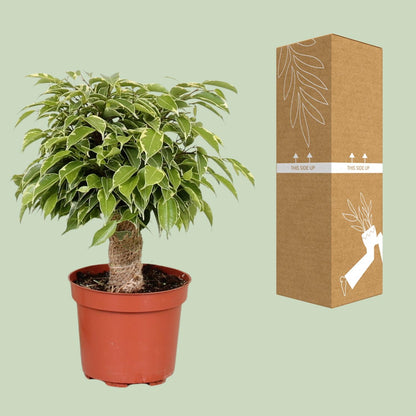 Ficus Benjamina Kinky – Pflegeleichte Zimmerpflanze Ø12cm