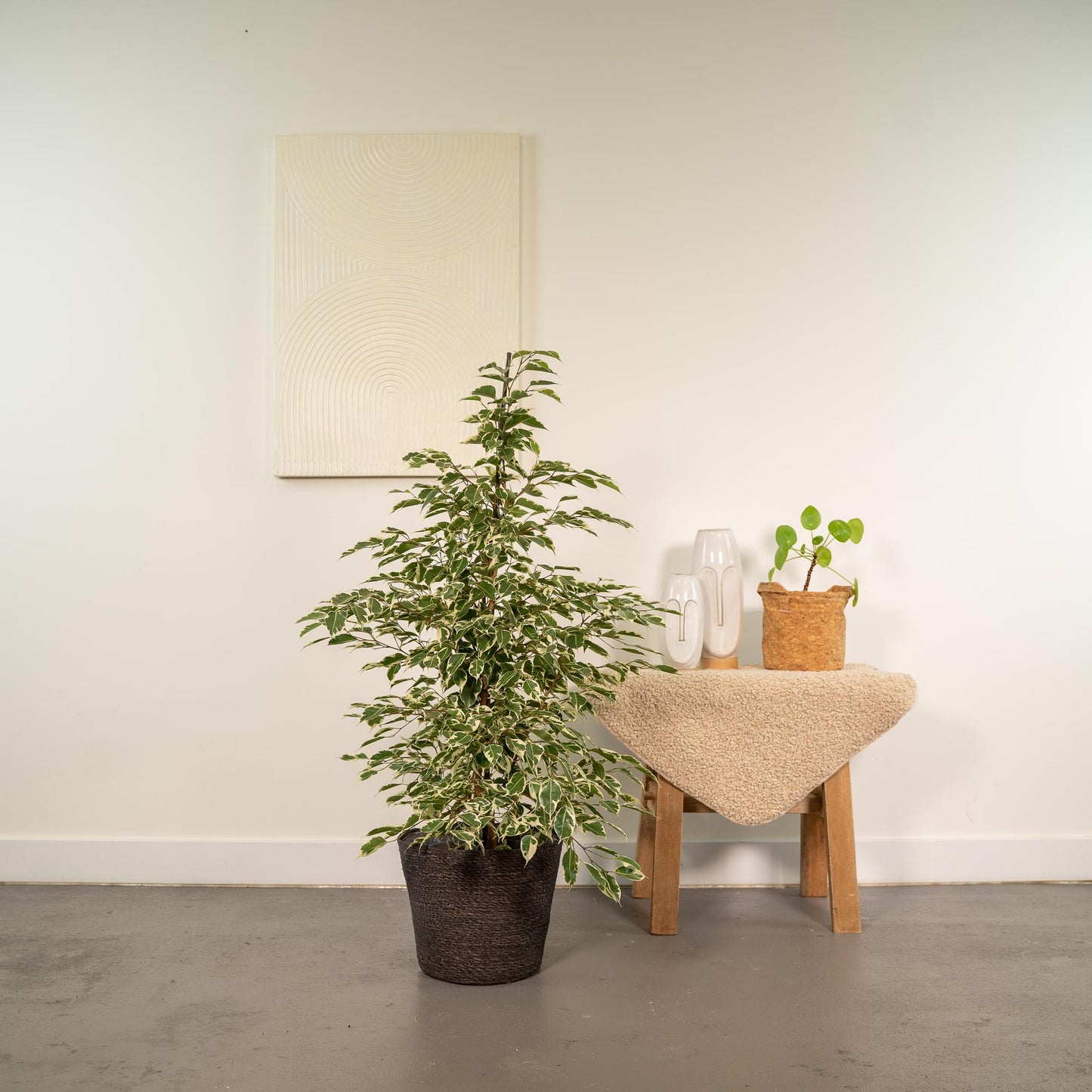 Ficus benjamina Twilight Ø21cm mit Korb Igmar – Luftreinigende Zimmerpflanze
