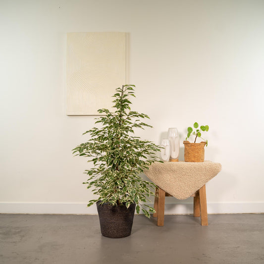 Ficus benjamina Twilight Ø21cm mit Korb Igmar – Luftreinigende Zimmerpflanze