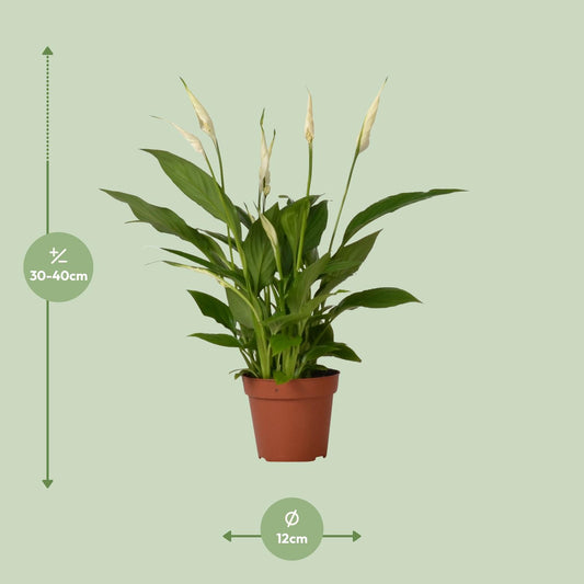 Spathiphyllum Bingo Cupido – Luftreinigende Zimmerpflanze Ø12cm