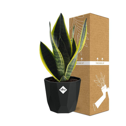 Sansevieria Futura Superba – Pflegeleichte Schwiegermutterzunge 14cm