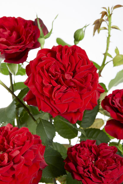 3x Rosa Crazy in Love 'Red' – Lebendige Duftrose Ø15cm, 65cm Höhe