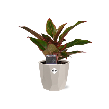 Aglaonema Crete in ELHO b.for rock 14 cm warm grey – Pflegeleichte Luftreiniger-Pflanze