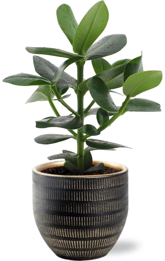 Clusia Rosea Princess mit schwarzem Keramiktopf Ø14cm