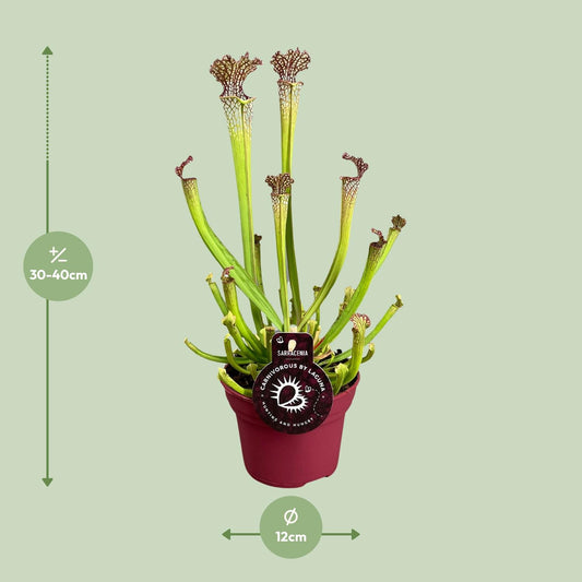 Sarracenia Farnhamii – Pflegeleichte Kannenpflanze Ø12cm