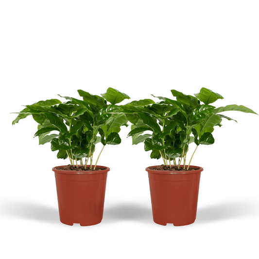 Coffea Arabica Kaffeepflanze – 2er Set, Ø12cm, ca. 25cm hoch