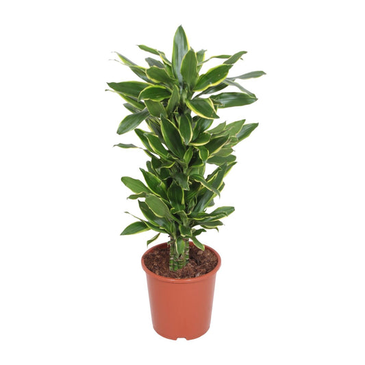 Dracaena Golden Coast – Pflegeleichter Drachenbaum Ø27cm