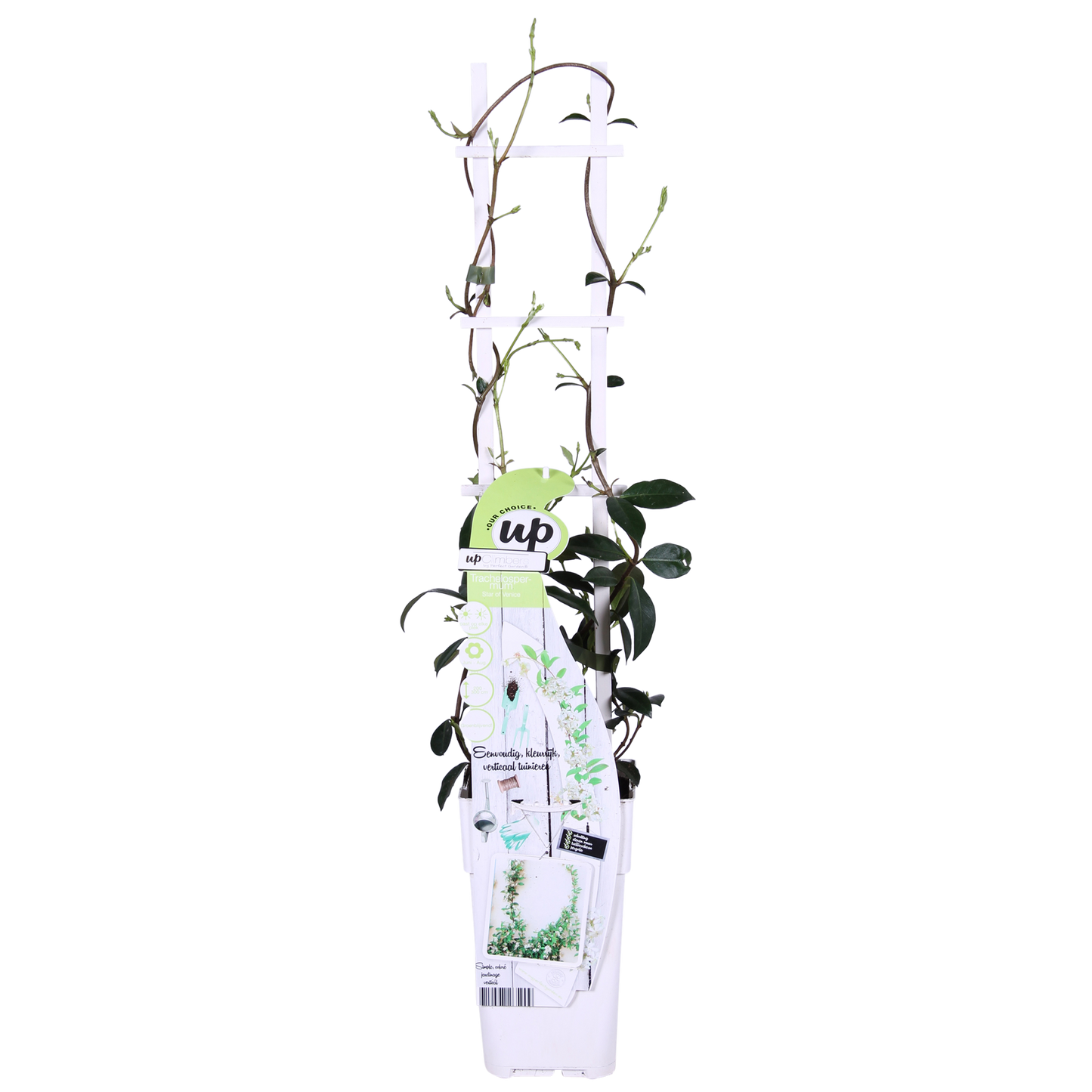 2x Trachelospermum 'Star of Venice' – Immergrüne Kletterpflanze Ø15cm