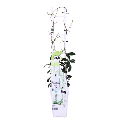 2x Trachelospermum 'Star of Venice' – Immergrüne Kletterpflanze Ø15cm