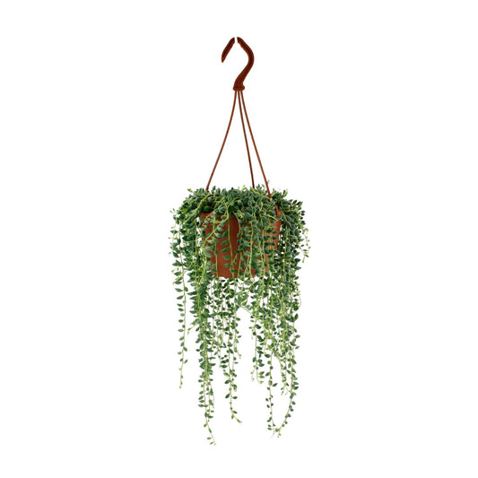 Senecio Herreianus – Pflegeleichte Sukkulente Ø12cm
