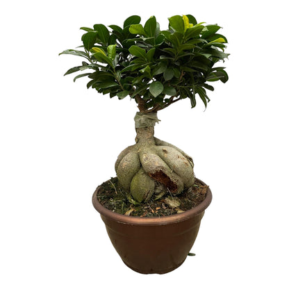 Ficus Microcarpa Ginseng – Pflegeleichter Zimmerbaum 50 cm