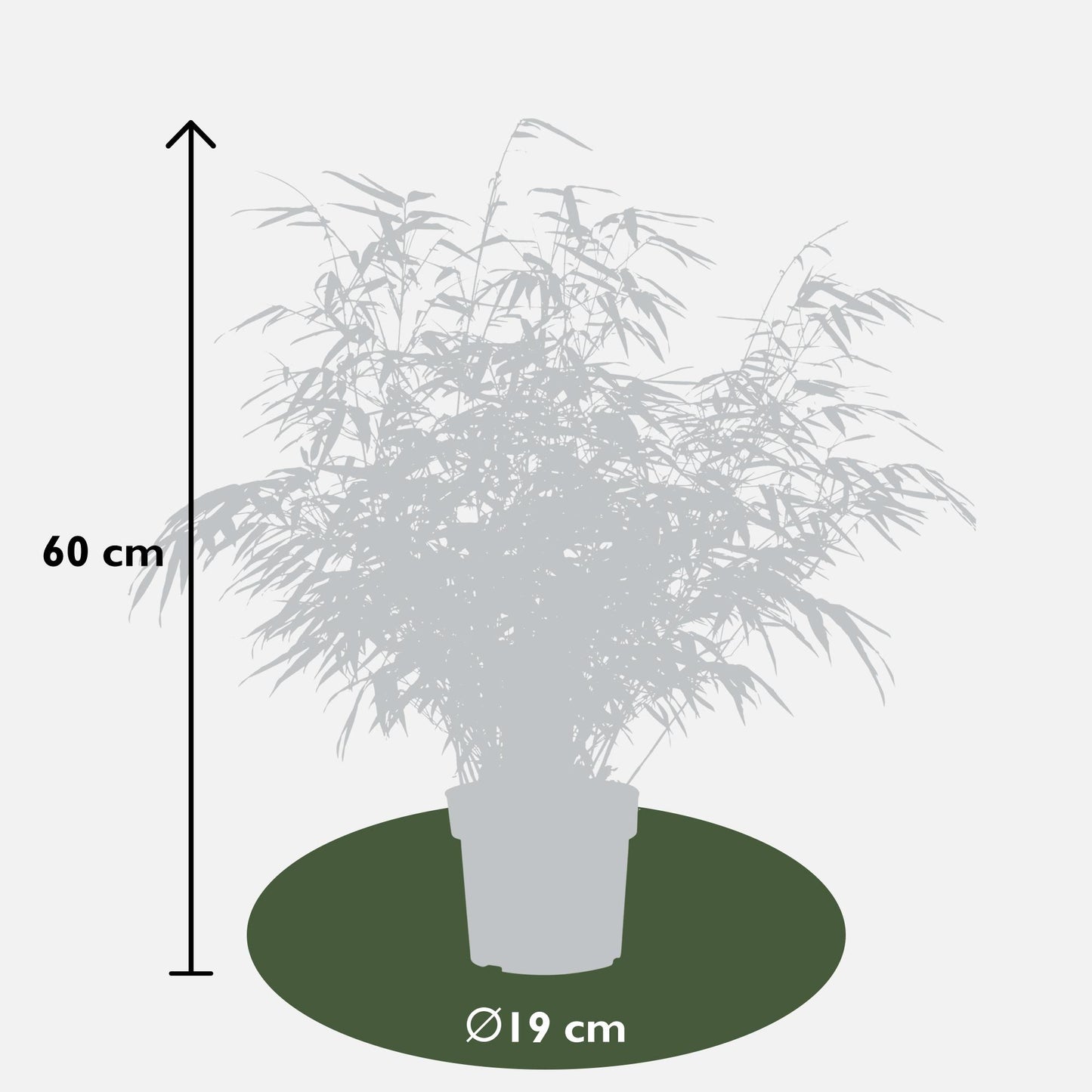 2x Fargesia rufa Bambus – kompakt & pflegeleicht Ø19cm, 60cm hoch