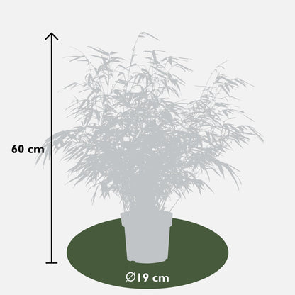 2x Fargesia rufa Bambus – kompakt & pflegeleicht Ø19cm, 60cm hoch