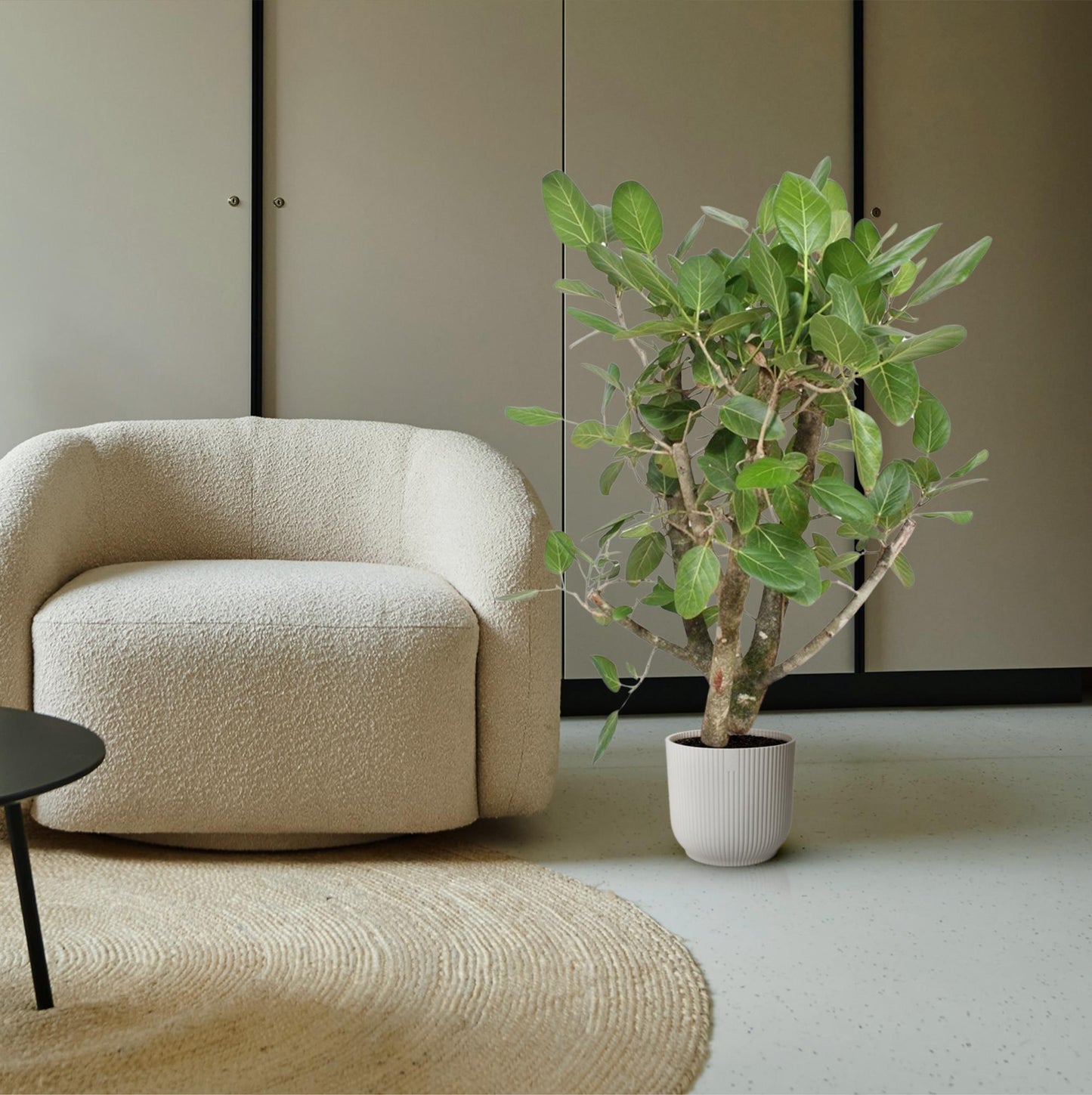 Ficus Benghalensis vertakt – Große pflegeleichte Zimmerpflanze 140 cm