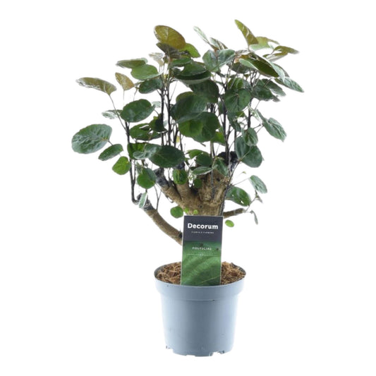 Polyscias Fabian – 45 cm pflegeleichte Zimmerpflanze
