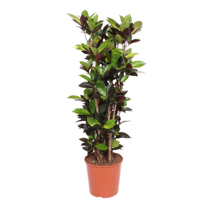 Codiaeum Iceton – Bunte, pflegeleichte Zimmerpflanze 140 cm