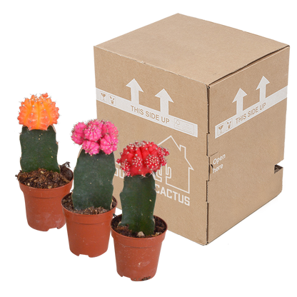 Gymnocalycium Mix – Farbenfrohe veredelte Sukkulenten 3er Set