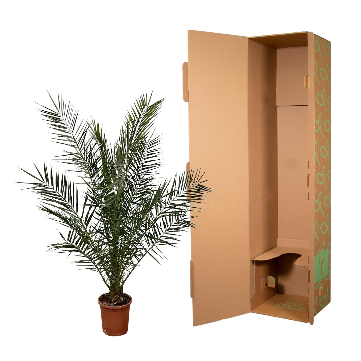 Phoenix Canariensis – Kanarische Dattelpalme 180 cm