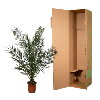 Phoenix Canariensis – Kanarische Dattelpalme 180 cm