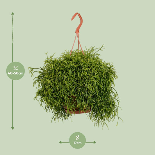 Rhipsalis Baccifera Oasis – Pflegeleichte Trendpflanze Ø17cm
