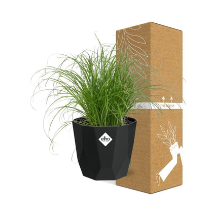 Cyperus Alternifolius Zumula – Pflegeleichtes Schirmgras 14cm