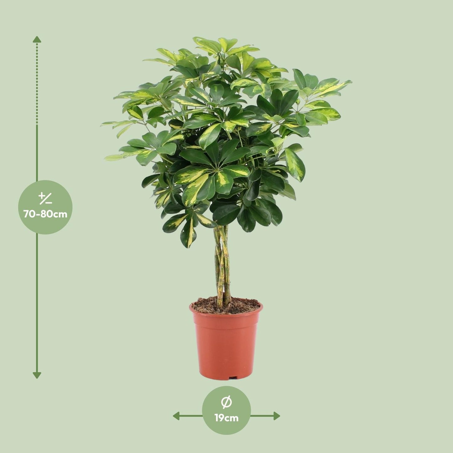 Schefflera Arboricola Gold Capella – Pflegeleichter Umbrella-Baum Ø19cm