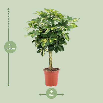 Schefflera Arboricola Gold Capella – Pflegeleichter Umbrella-Baum Ø19cm