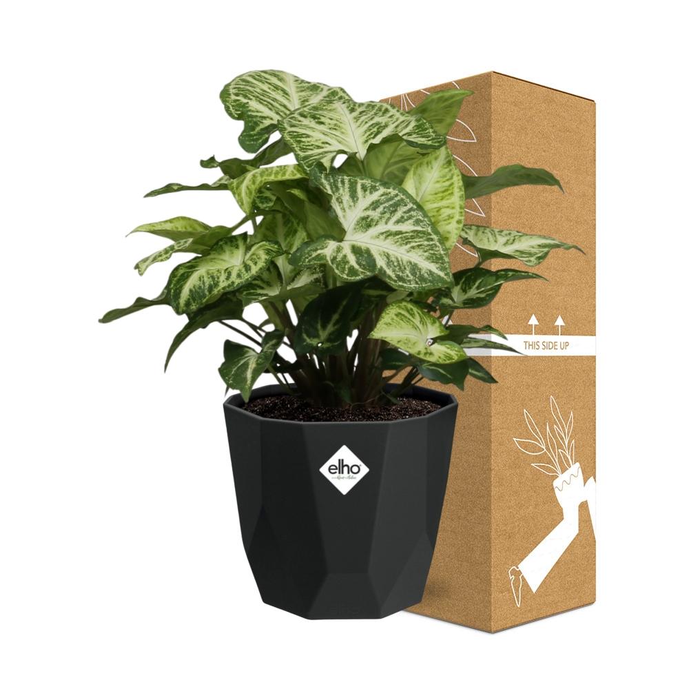 Syngonium Arrow – Pflegeleichte Pfeilspindel in 14 cm Topf