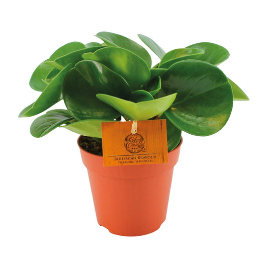 Peperomia Obtusifolia – Pflegeleichte Zimmerpflanze Ø12 cm