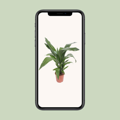 Aspidistra Elatior – Pflegeleichte Zimmerpflanze Ø19cm