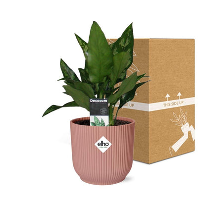 Aglaonema Maria in ELHO Vibes Fold 14cm rosa – Luftreinigende Zimmerpflanze