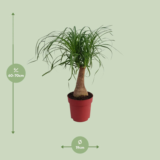 Elefantenfuß 'Maya Palm' – 70 cm pflegeleichte Zimmerpflanze