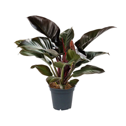 Philodendron Imperial Red – Pflegeleichte Zimmerpflanze Ø17cm