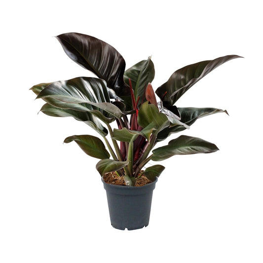 Philodendron Imperial Red – Pflegeleichte Zimmerpflanze Ø17cm