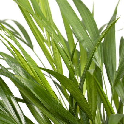 Dypsis Lutescens (Areca-Palme) Ø17cm, ca. 60cm hoch